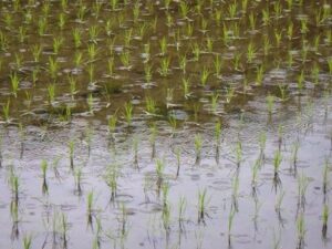 春雨