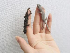 ヤモリ