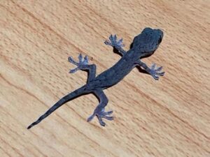 ヤモリ