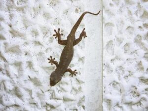 ヤモリ