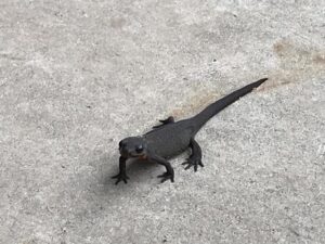 ヤモリ