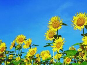 夏