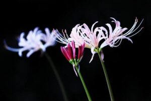 秋の彼岸