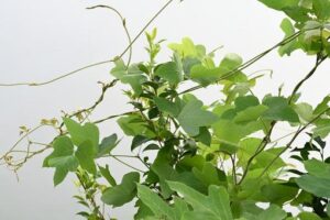 クズ,ツル類,除草,ケイピンエース