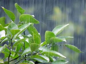 梅雨・夏場