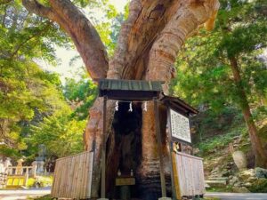 御金神社　イチョウの御神木