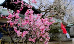 北野天満宮 梅苑